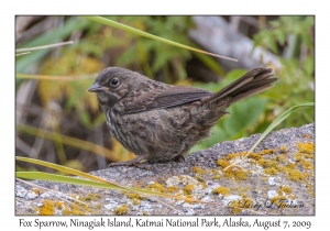 Fox Sparrow