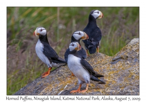 Horned Puffins