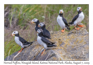 Horned Puffins