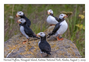 Horned Puffins