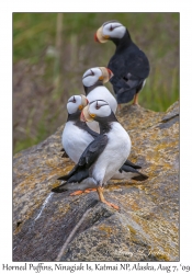 Horned Puffins