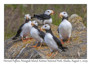 Horned Puffins