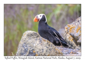 Tufted Puffin