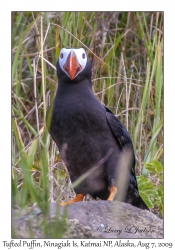 Tufted Puffin