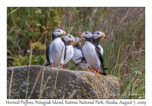 Horned Puffins