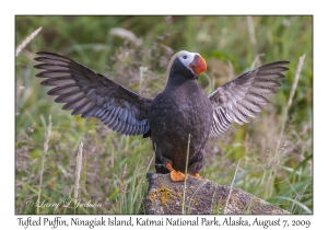 Tufted Puffin