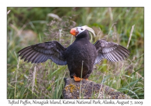 Tufted Puffin