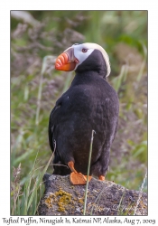 Tufted Puffin