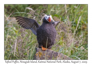 Tufted Puffin