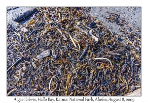 Algae Debris