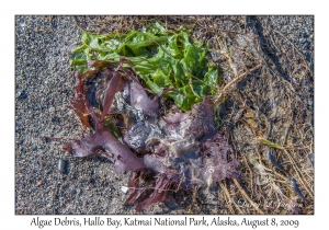 Algae Debris