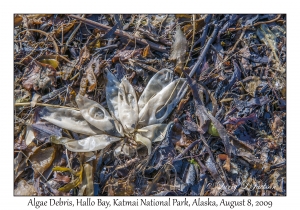 Algae Debris