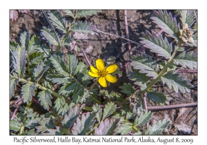 Pacific Silverweed