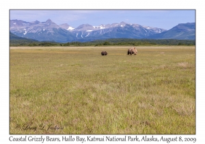 Coastal Grizzly Bears