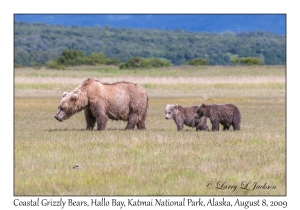 Coastal Grizzly Bears