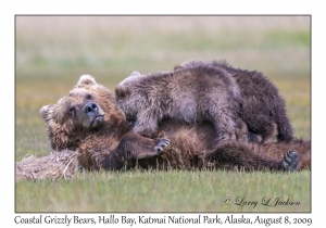 Coastal Grizzly Bears