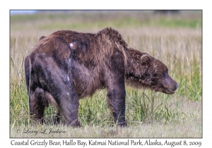 Coastal Grizzly Bear