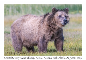 Coastal Grizzly Bear