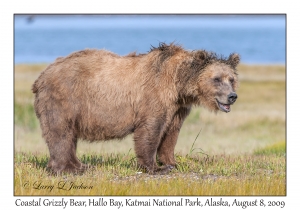 Coastal Grizzly Bear