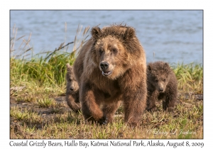 Coastal Grizzly Bears