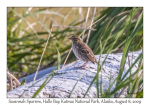 Savannah Sparrow