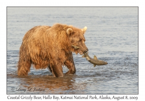 Coastal Grizzly Bear & Chum Salmon