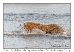 Coastal Grizzly Bear