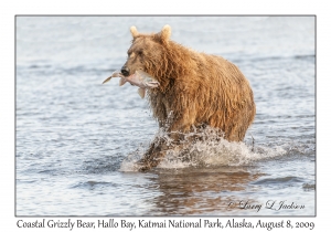 Coastal Grizzly Bear & Chum Salmon