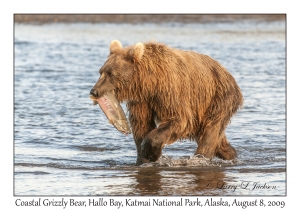 Coastal Grizzly Bear & Chum Salmon