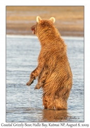 Coastal Grizzly Bear