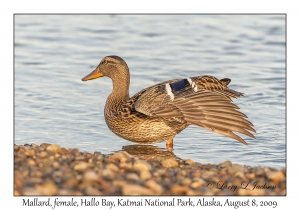 Mallard