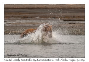 Coastal Grizzly Bear