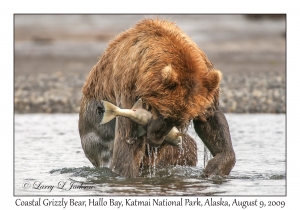 Coastal Grizzly Bear & Chum Salmon