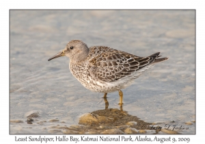 Least Sandpiper