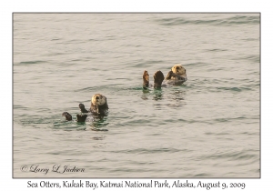 Sea Otters