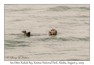 Sea Otter