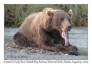 Coastal Grizzly Bear