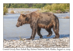 Coastal Grizzly Bear