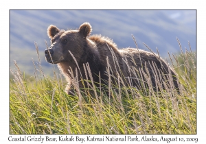 Coastal Grizzly Bear