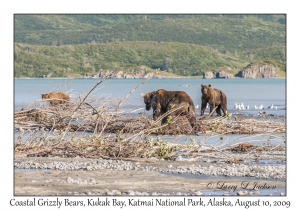 Coastal Grizzly Bears