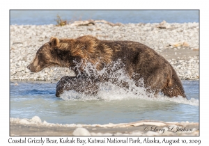 Coastal Grizzly Bear