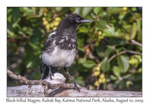 Black-billed Magpie