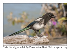 Black-billed Magpie