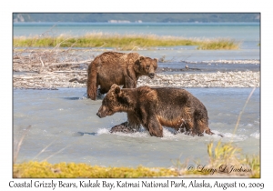 Coastal Grizzly Bears