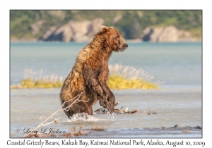 Coastal Grizzly Bear