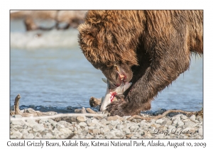 Coastal Grizzly Bear & Chum Salmon