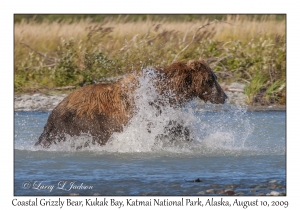 Coastal Grizzly Bear