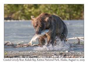 Coastal Grizzly Bear & Chum Salmon