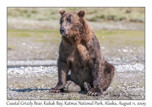 Coastal Grizzly Bear