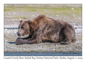 Coastal Grizzly Bear